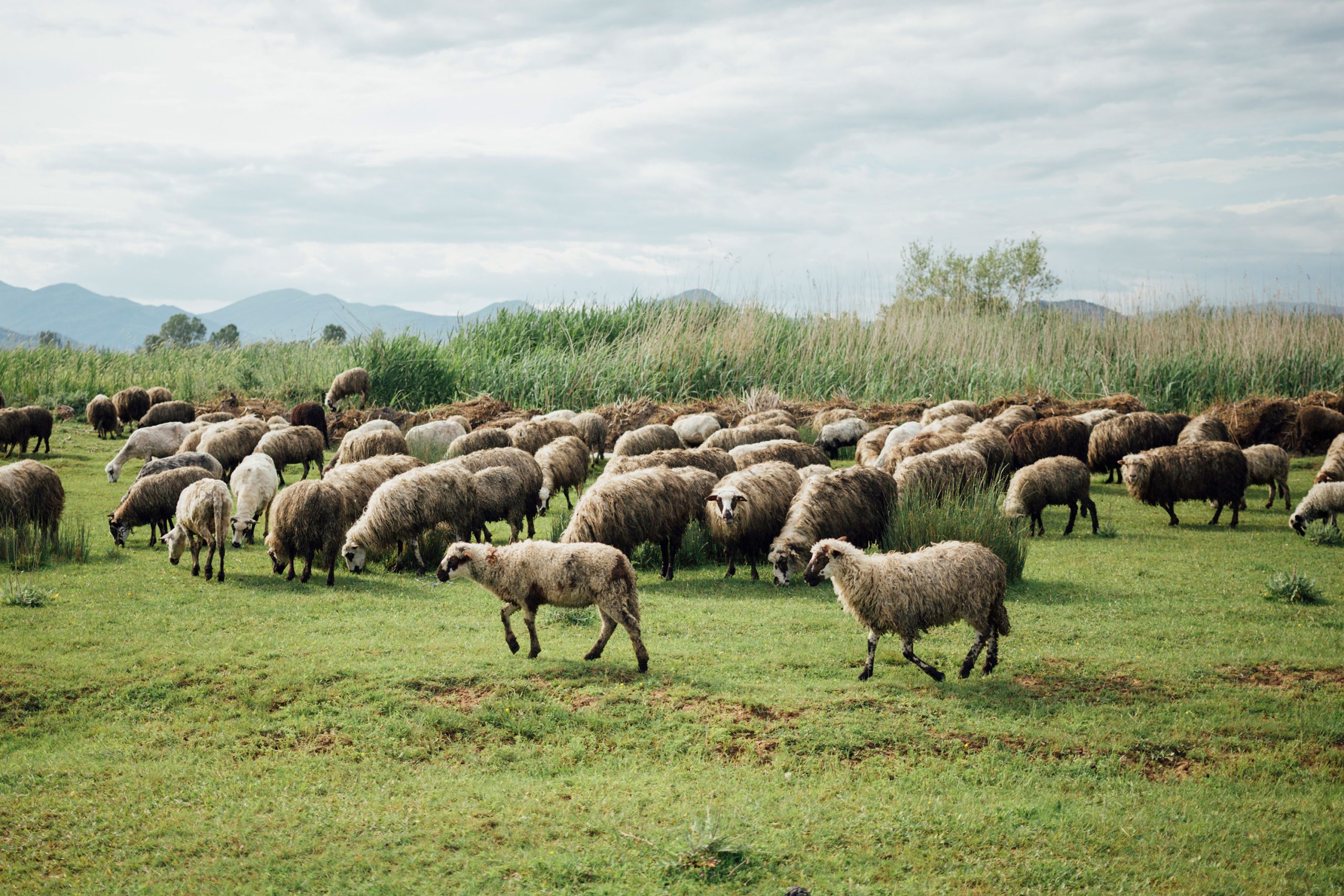 long-shot-herd-sheep-eating-grass-pasture